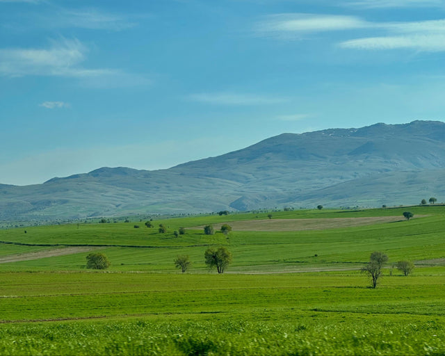 Aydın